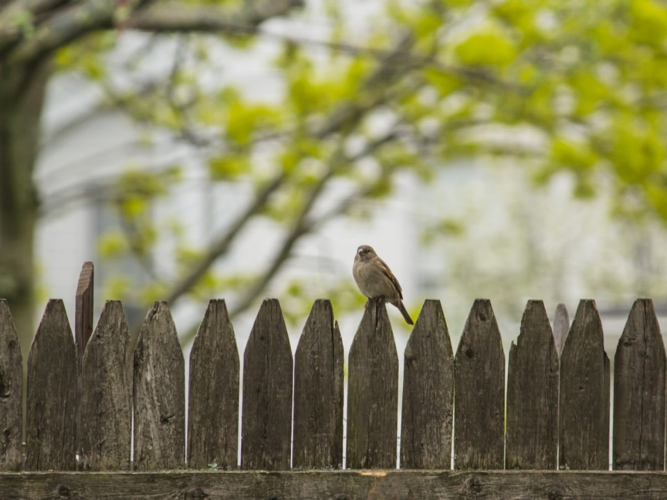 Comment choisir sa clôture ?