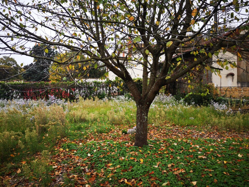maison COLLONGES AU MONT D OR